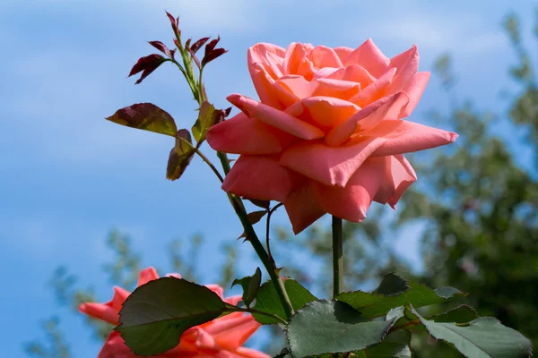 Hermosa rosa en flor contra el cielo azul . — Foto de Stock