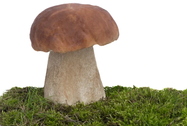 Fungo bianco sull'erba verde. Presentato su sfondo bianco — Foto Stock