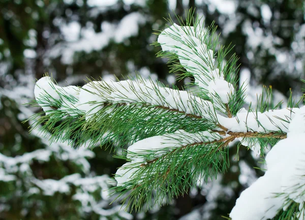 Ramo di pino ricoperto di neve . — Foto Stock