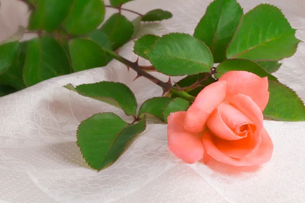 Whi の背景に葉を持つ花明るいピンクのバラ — ストック写真
