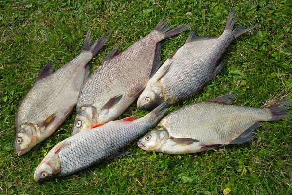 Ryby ulovené v řece, ležící na trávě.. — Stock fotografie