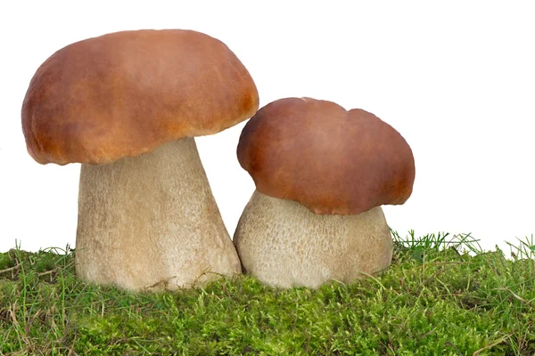 Due funghi bianchi sull'erba verde. Presentato su uno schienale bianco — Foto Stock