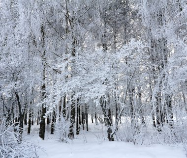 Kablosuz nter yatay, ağaçlara kalın hoarfrost