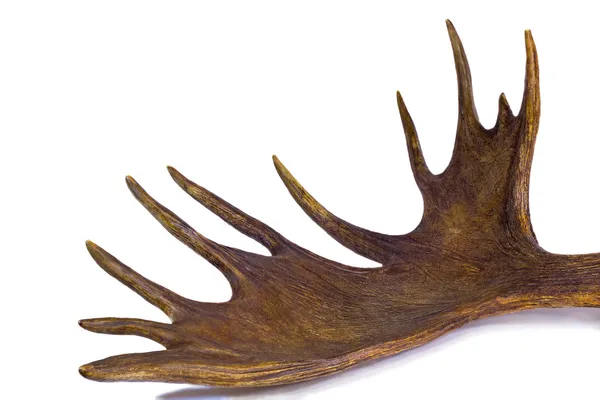 Branchy big horn of the moose on a white background. — Stock Photo, Image
