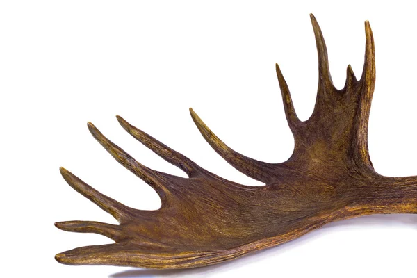 branchy grote hoorn van de moose op een witte achtergrond.