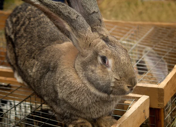 The big grey rabbit sold at the fair. — Stock Photo, Image