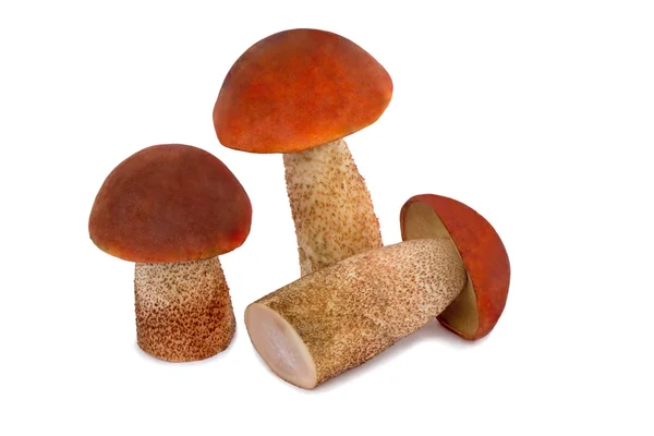 Tre bei funghi su un bac bianco — Foto Stock