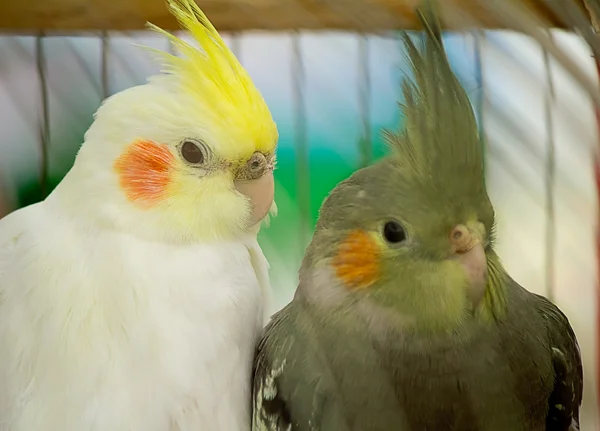 Deux perroquets dans une cage . — Photo