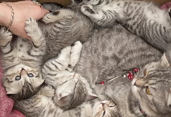 Красивая родовая кошка и ее котята . — стоковое фото