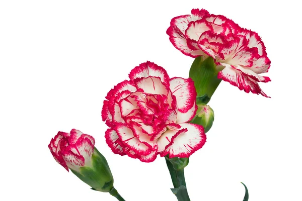 Carnation flowers on a white background. — Stock Photo, Image