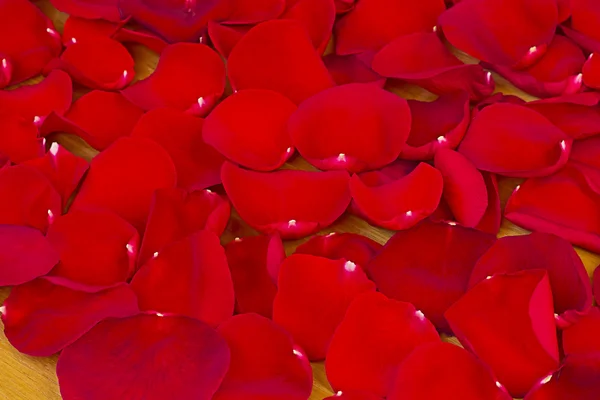 Červených růží. — Stock fotografie