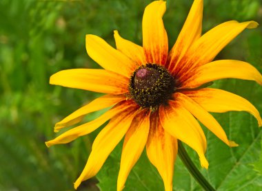 büyük güzel bir çiçek sarı yaprakları ile.