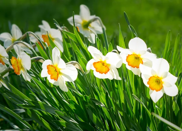 Des narines fleurissent dans un jardin au milieu d'une herbe verte . — Photo