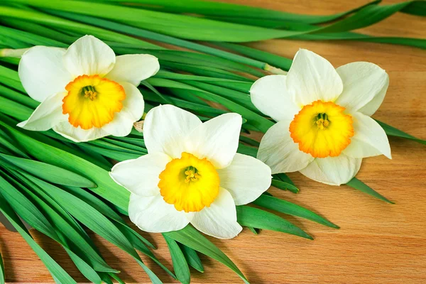 Grosses narcisses en fleurs sur une table . — Photo