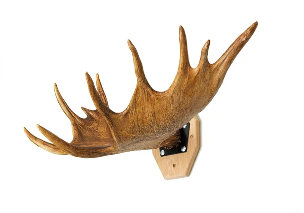 Trophy hunter - älg horn, presenteras på en vit bakgrund. — Stockfoto