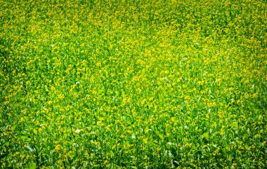 Green meadow with blossoming plants of mustard. clipart