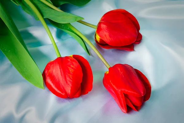 Tres tulipanes rojos brillantes contra seda azul —  Fotos de Stock
