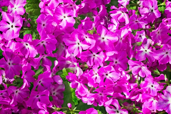 Helder roze bloemen voor een primrose — Stockfoto
