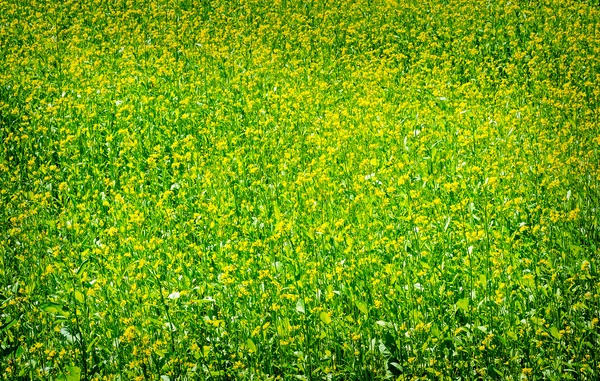 Prato verde con piante fiorite di senape . — Foto Stock