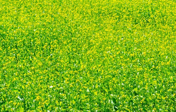 Prato verde con piante fiorite di senape . — Foto Stock