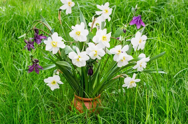 Narcisses en fleurs dans un vase au milieu d'une herbe verte — Photo