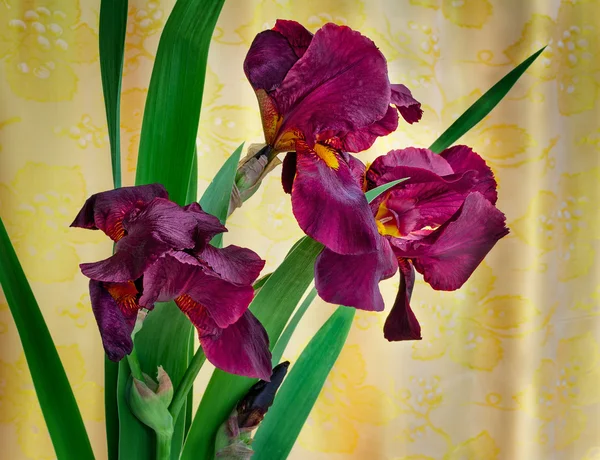 Bouquet d'iris florissants contre la soie drapée . — Photo