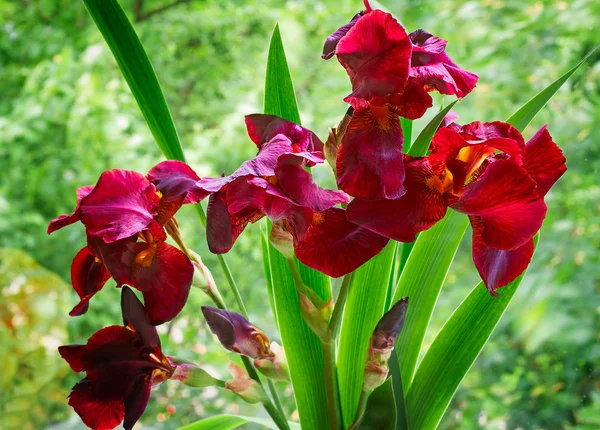 Bouquet d'iris florissants contre un jardin verdoyant . — Photo