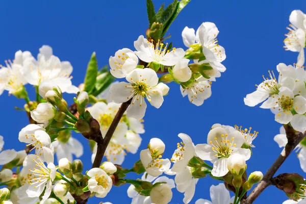Rama de cerezo en flor contra el cielo azul . —  Fotos de Stock