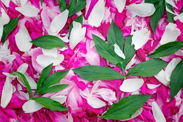Okvětní lístky pivoněk velké množství, květinami a listy peoni — Stock fotografie
