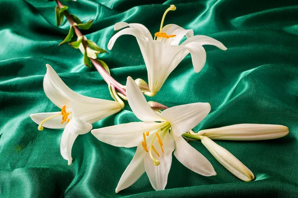Bloemen van een Witte Lelie close-up. — Stockfoto