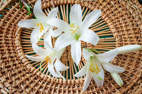 Blommor av en vit Lilja närbild. — Stockfoto