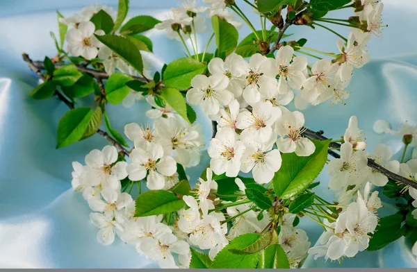 Branche de cerisier aux fleurs blanches douces, bourgeons et feuilles . — Photo