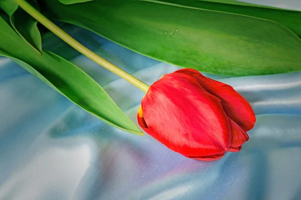 Ярко-красный тюльпан против синего шелка — стоковое фото