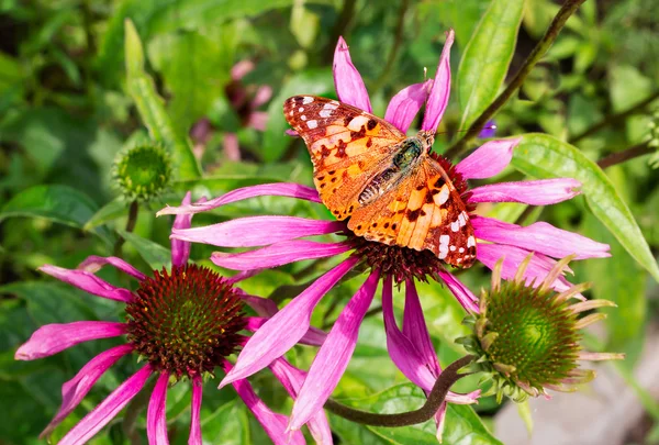 Krásný motýl na světlé květiny ekhinotseiya. — Stock fotografie