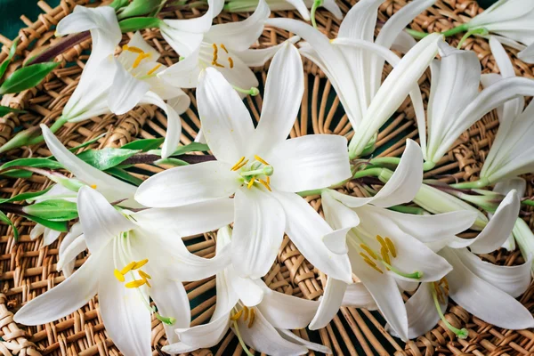 Fleurs d'un lis blanc en gros plan . — Photo