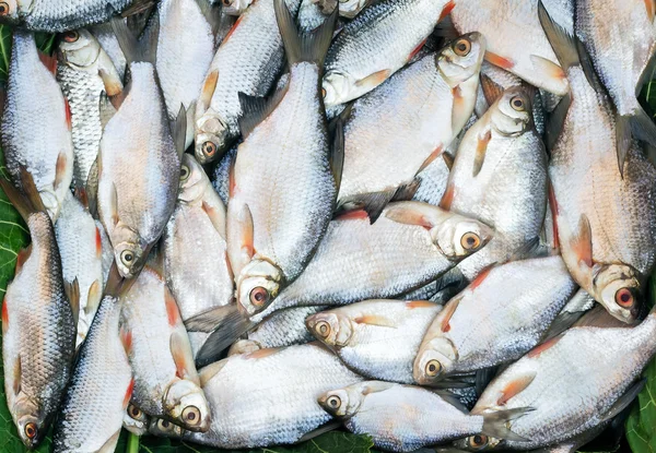 Peces atrapados en el río, tumbados en la hierba .. —  Fotos de Stock