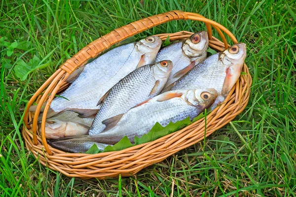 Wattled basket with the caught fish on the river bank. — Stock Photo, Image