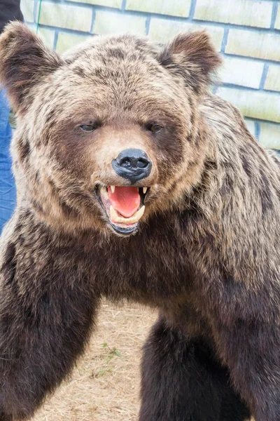 The big effigy of a brown bear executed from a bear skin. — Stock Photo, Image