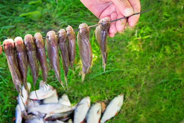 La capture de poissons dans les mains du pêcheur . — Photo