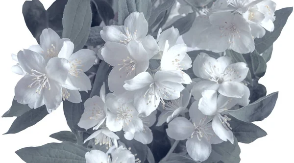 Schöne zarte weiße Blüten auf einem Jasminzweig — Stockfoto