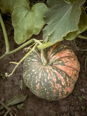 Bahçede yeşil yaprakların arasında büyüyen büyük bir balkabağı beyazdır..