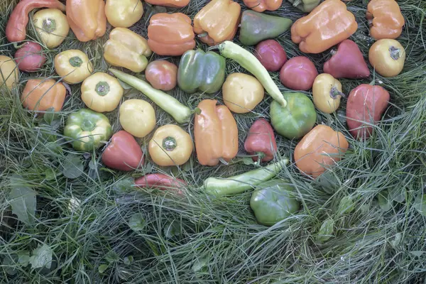 Grandes Frutos Maduros Pimienta Búlgara Diferentes Variedades Encuentran Hierba Del — Foto de Stock