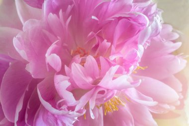 Bahçede çiçek açan güzel, pembe, büyük şakayık yakın plan tarafından fotoğraflanır..