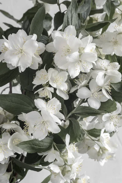 茉莉花一种开着花的茉莉花的枝条 淡淡的背景上有美丽的白色花朵前景 — 图库照片