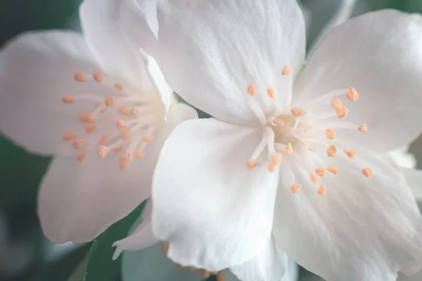 緑色の葉の間に白い繊細なジャスミンの花 フロントビュー クローズアップ — ストック写真
