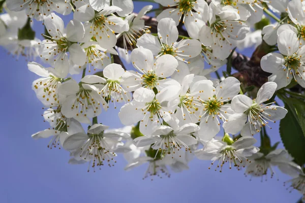 Rama Cerezo Con Gran Número Flores Blancas Contra Cielo Azul — Foto de Stock