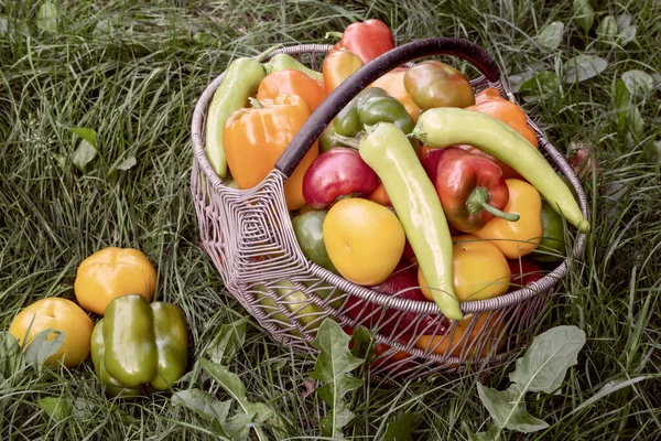 Bulgarian pepper fruits in a basket on the grass. — Stock Photo, Image