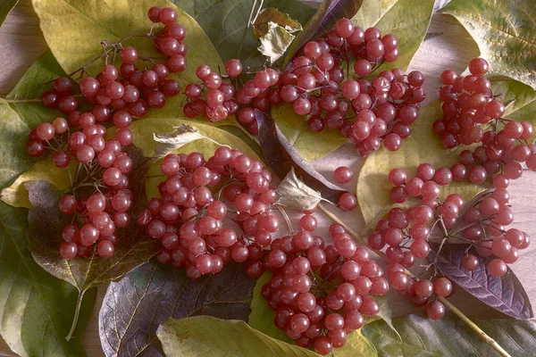 Camarões vermelhos de viburnum em folhas de outono — Fotografia de Stock