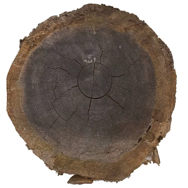 Πριονισμένο κορμό με υφή ξύλου σε λευκό φόντο. — Φωτογραφία Αρχείου