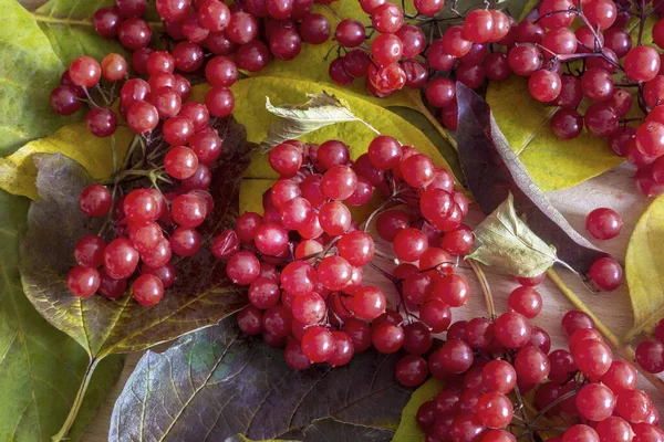 Cachos Vermelhos Maduros Viburnum Encontram Nas Folhas Amarelas Outono Vista — Fotografia de Stock